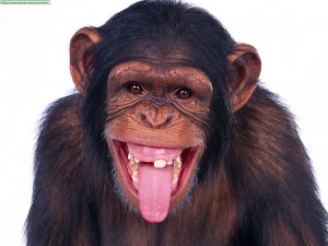 Chimpanzees