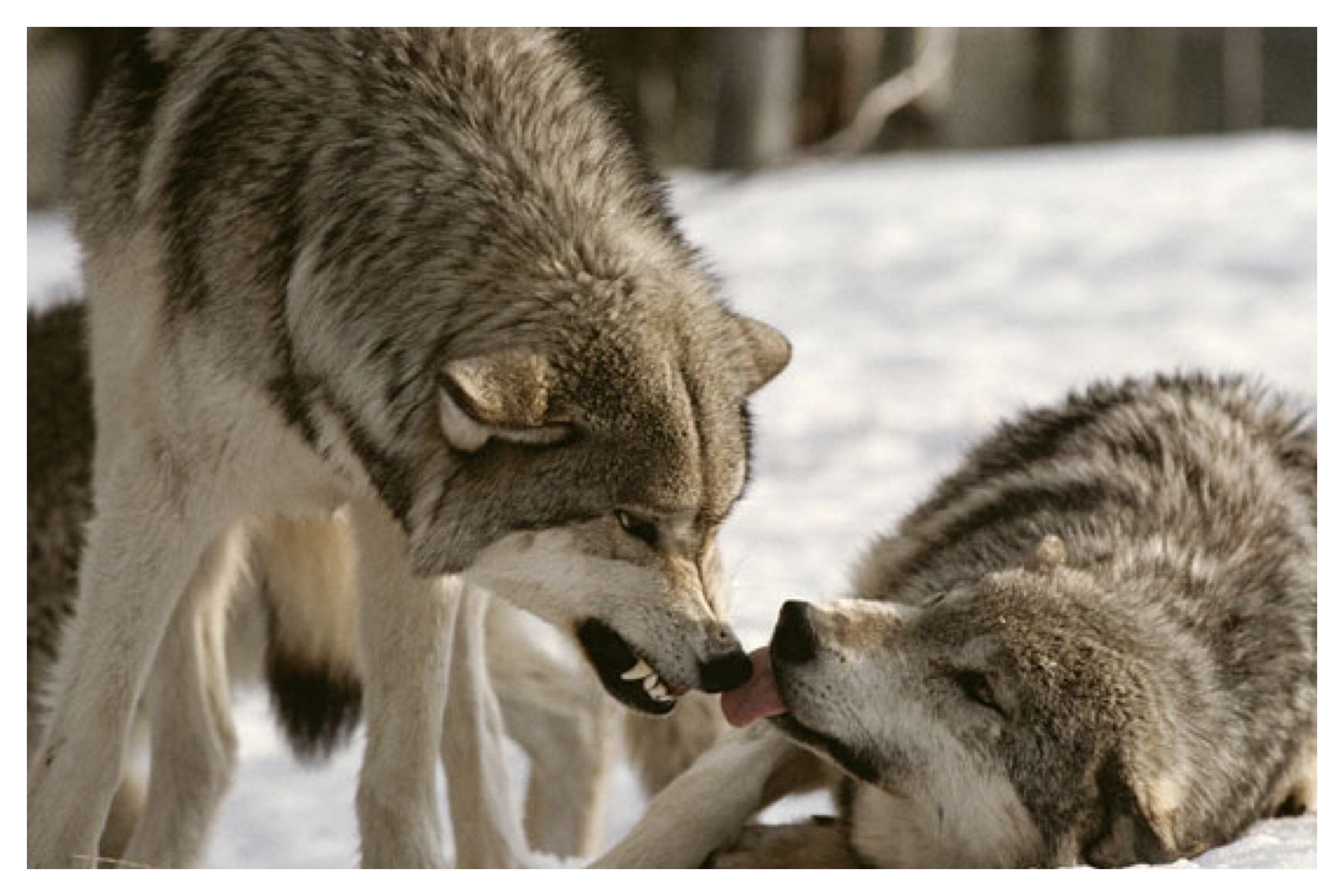 social-dominance-wolf-pack